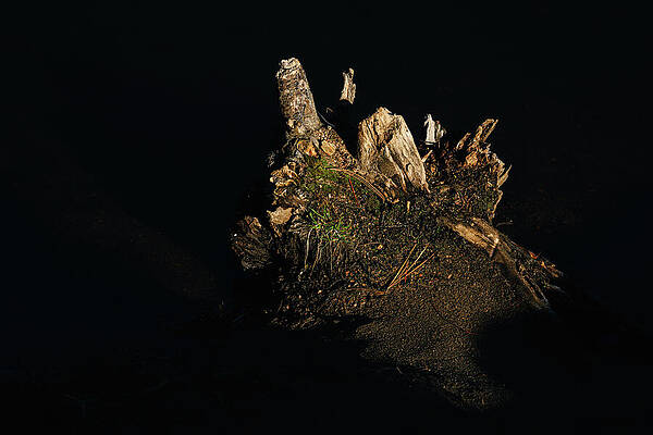 Wall Art - Photograph - Evergreen Lake, Colorado - Tree Trunk in Lake by Robert Niemeier