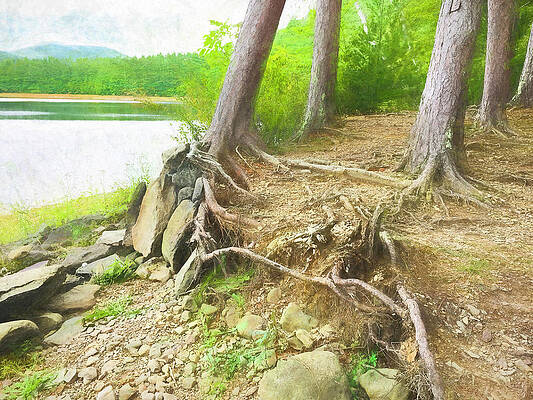 Tree Whisperers by NANCY DE FLON Tree Whisperers by NANCY DE FLON