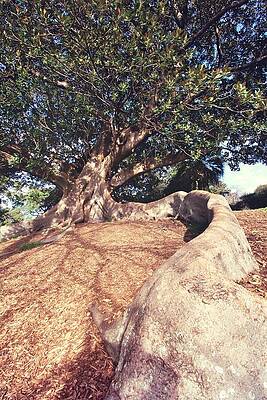 Wall Art - Photograph - Tree With Long Roots by Van Thi Diep