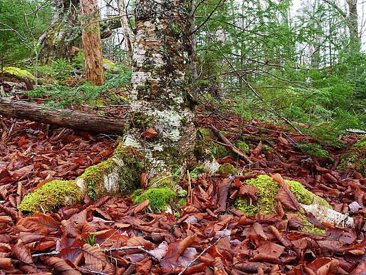 Tree with moss. Forest Floor by Rob Huntley Tree with moss. Forest Floor by Rob Huntley