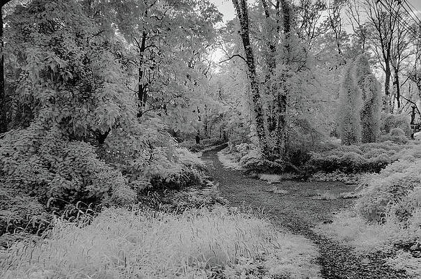 Trees along the path in infrared by Alan Goldberg Trees along the path in infrared by Alan Goldberg