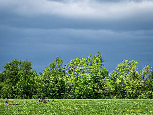 Wall Art - Photograph - Trees at edge of meadow under cloudy overcast sky with geese in meadow by Mike Worley
