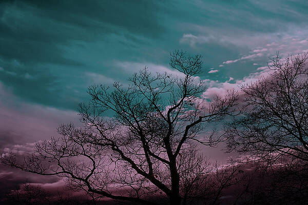 Wall Art - Photograph - Trees Before Sunrise by Bob Orsillo