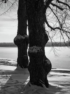 Trees by Pyhajarvi bw by Jouko Lehto Trees by Pyhajarvi bw by Jouko Lehto