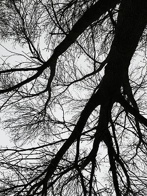 Looking Up by Mara Lee Looking Up by Mara Lee