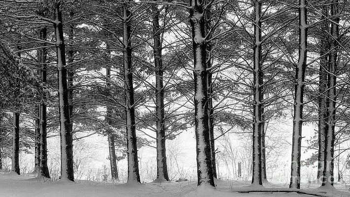 Trees in a Snow Storm by BILL FRISCHE Trees in a Snow Storm by BILL FRISCHE