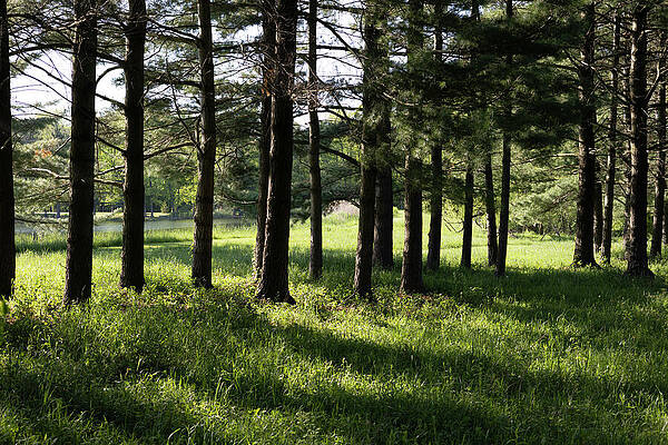 Wall Art - Photograph - Trees in Shadow by Brian Allen