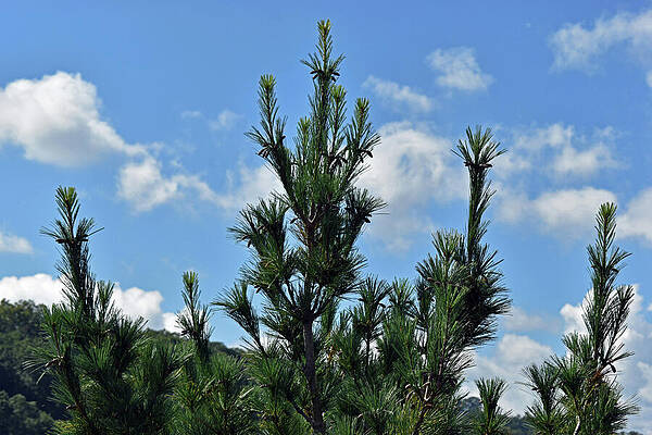 Wall Art - Photograph - Trees in Spring by Roberta Byram