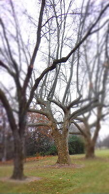 Trees of a field of depth by YHWHY Vance Trees of a field of depth by YHWHY Vance