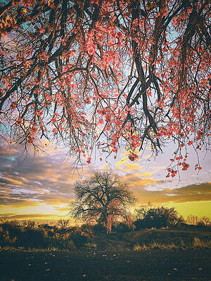 Trees of La Ladera Rd by DeAnna Vincent Trees of La Ladera Rd by DeAnna Vincent