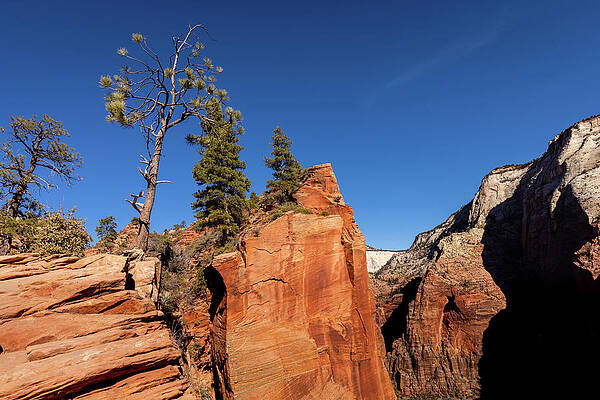 Wall Art - Photograph - Trees on Cliff Edge at Scout's Landing by Craig A Walker