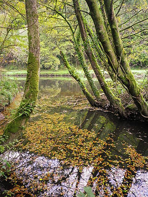 Trees Overhanging the Abandoned Tamar Manure Navigation Canal Cornwall by Richard Brookes Trees Overhanging the Abandoned Tamar Manure Navigation Canal Cornwall by Richard Brookes