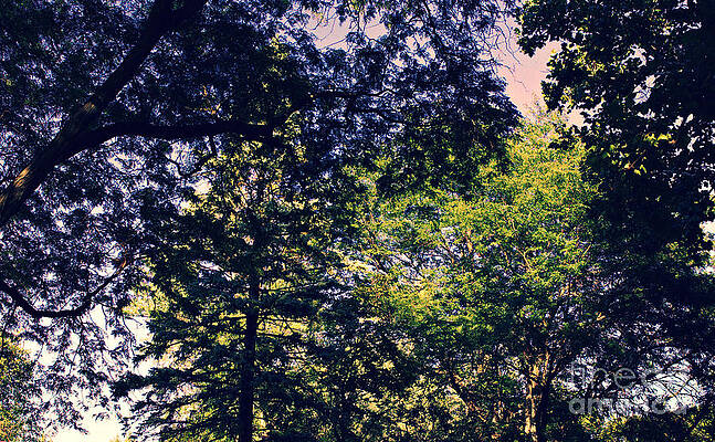 Trees Shadows and Light - Cross Process by Frank J Casella Trees Shadows and Light - Cross Process by Frank J Casella