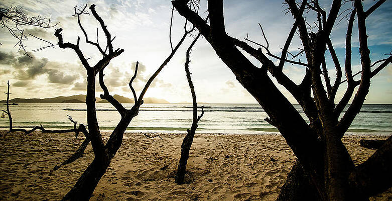 Trees silhouette at sunset in Seychelles by Jean-Luc Farges Trees silhouette at sunset in Seychelles by Jean-Luc Farges