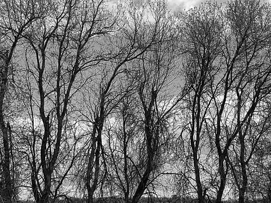 Trees Silhouetted in Spring BW by Jerry Abbott Trees Silhouetted in Spring BW by Jerry Abbott
