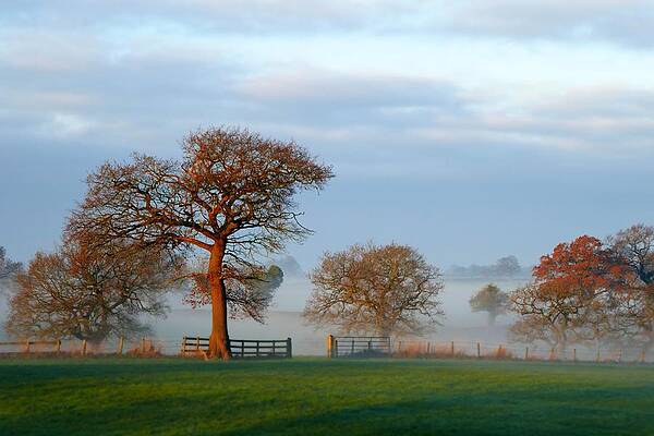 Trees Three by Ian Hutson Trees Three by Ian Hutson