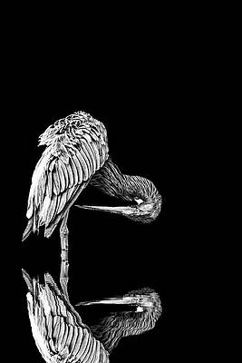 Tricolored Heron With Reflection by Perla Copernik Tricolored Heron With Reflection by Perla Copernik