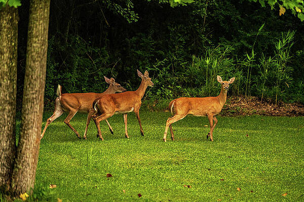 Triplets by John Harding Triplets by John Harding