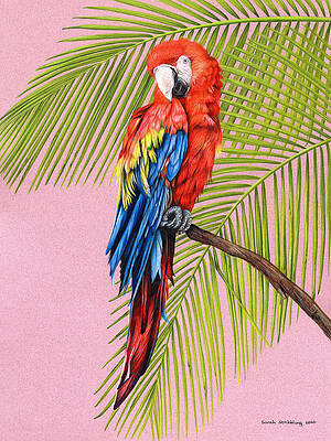 Tropical Bird Drawings | Fine Art America