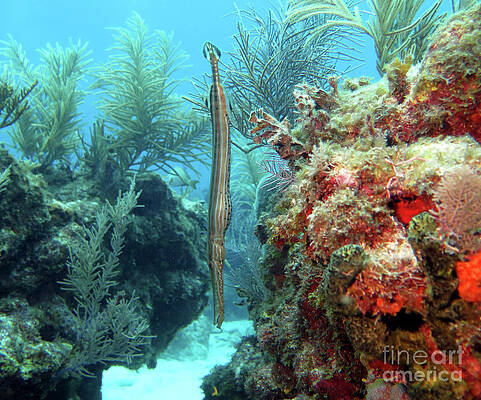 Trumpetfish 11 by Daryl Duda Trumpetfish 11 by Daryl Duda
