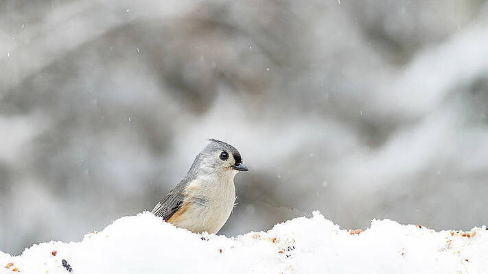 Wall Art - Photograph - Tufted Titmouse 2 by Amelia Pearn