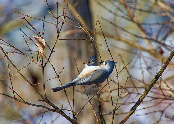 Tufted Titmouse Hanging Around by Ron Grafe Tufted Titmouse Hanging Around by Ron Grafe