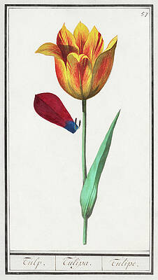 Tulip by Anselmus Boetius de Boodt Tulip by Anselmus Boetius de Boodt