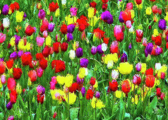 Tulip Field Impression 2 by Gary Olsen-Hasek Tulip Field Impression 2 by Gary Olsen-Hasek