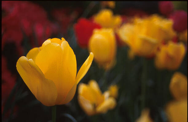 Tulip by James Whitley Tulip by James Whitley