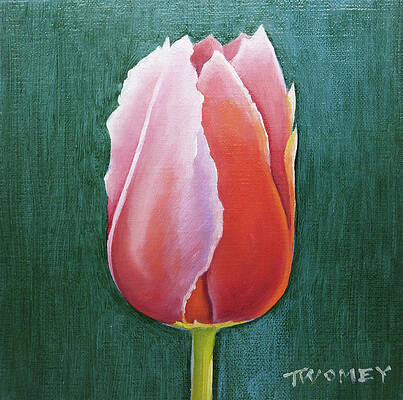 Tulip Portrait 2.0 by Catherine Twomey Tulip Portrait 2.0 by Catherine Twomey