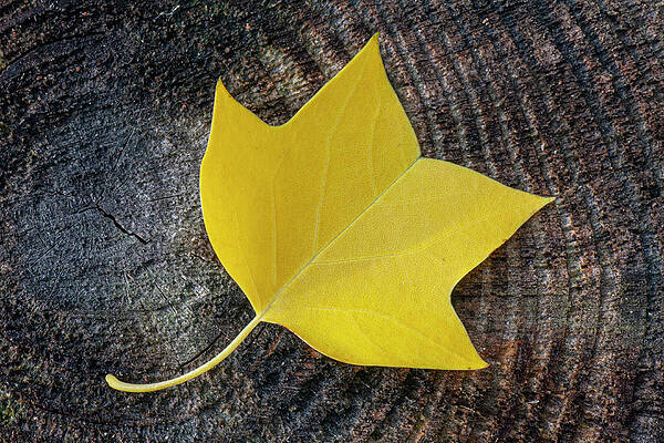 Wall Art - Photograph - Tulip Tree Leaf on Log in the Croatan National Forest by Bob Decker