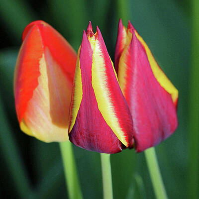 Tulip Trio by Linda Joyce Ott Tulip Trio by Linda Joyce Ott