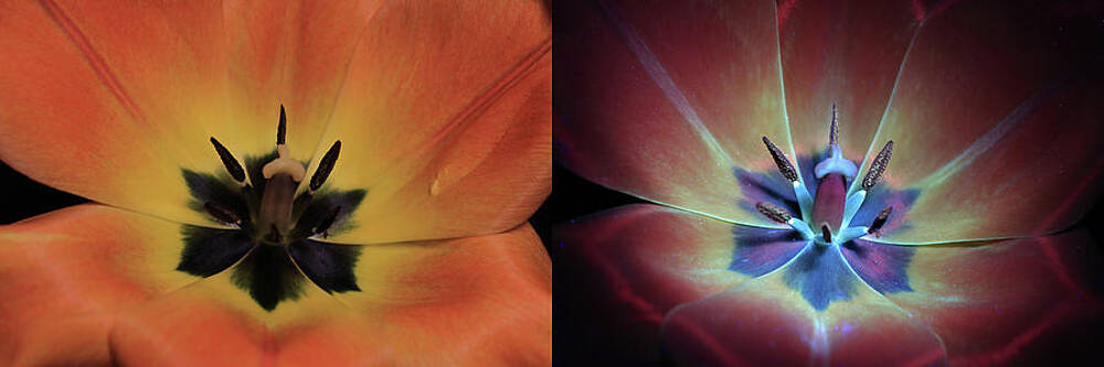 Tulip1 Compare by Shane Bechler Tulip1 Compare by Shane Bechler