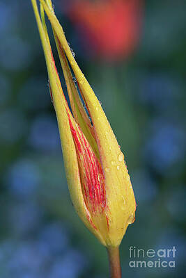 Tulipa Acuminata after the Early Morning Rain in an English Garden by Tim Gainey Tulipa Acuminata after the Early Morning Rain in an English Garden by Tim Gainey