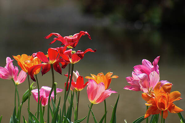 Tulips in Sunlight by Mary Ann Artz Tulips in Sunlight by Mary Ann Artz
