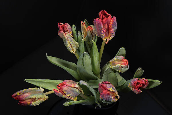 Tulips_7 by Jay Anne Boza Tulips_7 by Jay Anne Boza