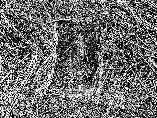 Tunnel by Dominic Piperata Tunnel by Dominic Piperata