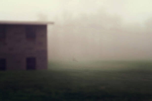 turkey in the fog by Sue Collura turkey in the fog by Sue Collura