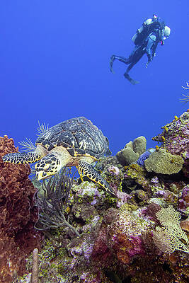 Turtle Getaway by Joe Weaver Turtle Getaway by Joe Weaver