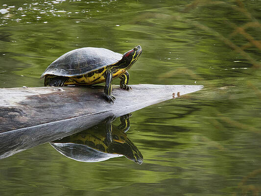 Turtle Reflections by Jack Wilson Turtle Reflections by Jack Wilson