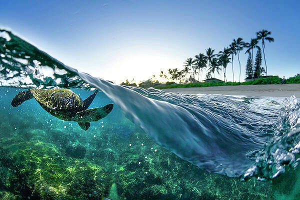 Wall Art - Photograph - Turtle Split by Sean Davey