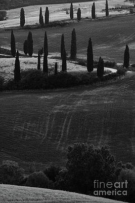 TUSCAN CURVES by John F Tsumas TUSCAN CURVES by John F Tsumas