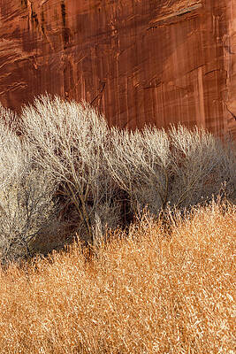 Wall Art - Photograph - Twig and Stone 2 by Craig A Walker