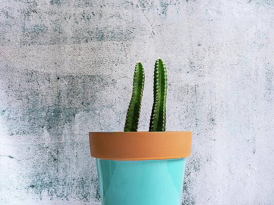 Twin Cacti by Jennifer Walsh Twin Cacti by Jennifer Walsh