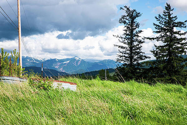 Twin Firs and Water Tank by Tom Cochran Twin Firs and Water Tank by Tom Cochran
