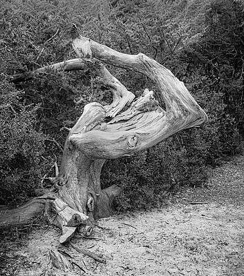 Wall Art - Photograph - Twisted Cedar Trunk at Fort Macon by Bob Decker
