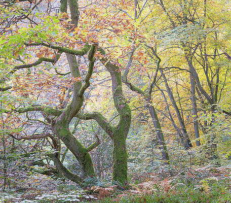 Twisted Oak Tree and Autumn colours in an English woodland by Anita Nicholson Twisted Oak Tree and Autumn colours in an English woodland by Anita Nicholson