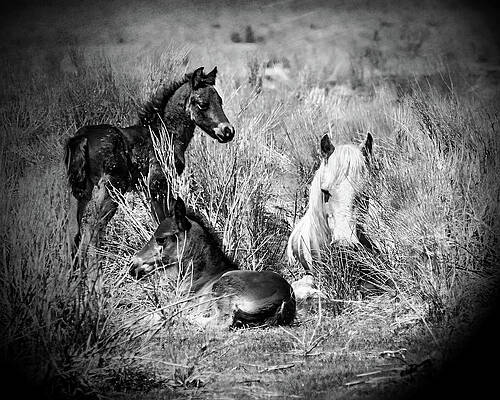 Two Colts And Mare by Jerry Cowart Two Colts And Mare by Jerry Cowart