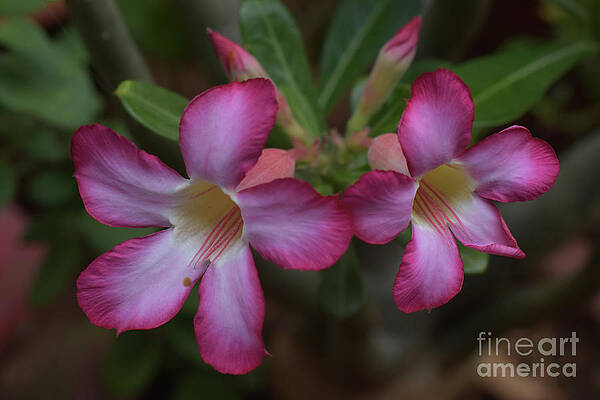  Photograph - Two Desert Roses by Mini Arora