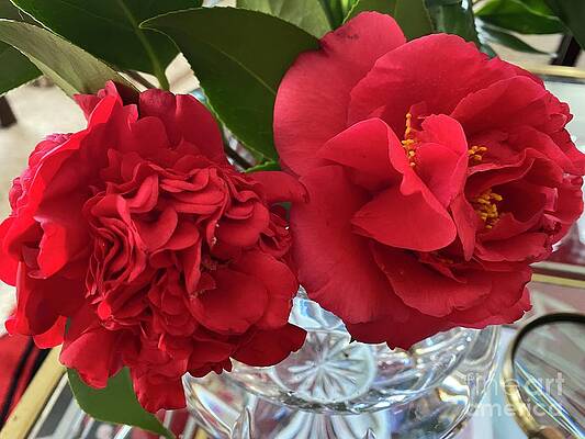 Wall Art - Photograph -  Catherine's Red Camellia Japonicas in Clayton North Carolina  by Catherine Ludwig Donleycott